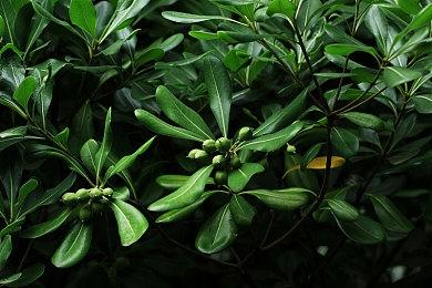 《班迪与暗黑重生》将于11＆15面向PC平台发行