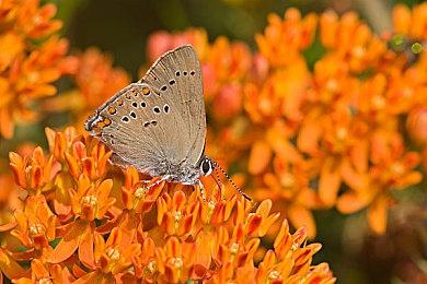 Xbox 360《使命召唤：现代战争》三部曲联机对战或修复